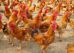 ���P���u������